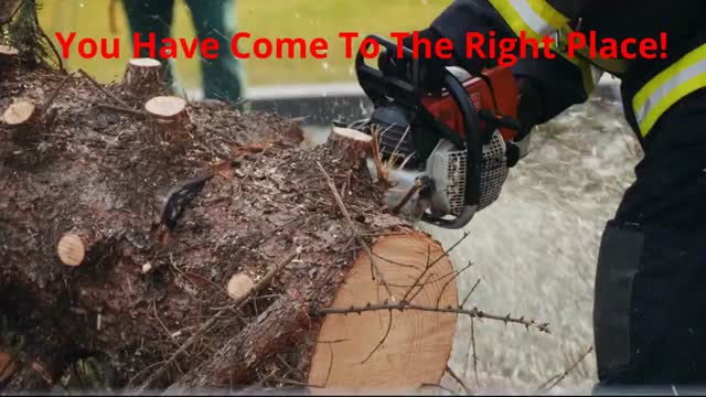 Team Gale Tree Removal Service in Delran, NJ | 08075