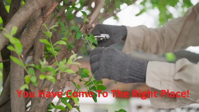 Team Gale Tree Pruning Service in Riverside, NJ