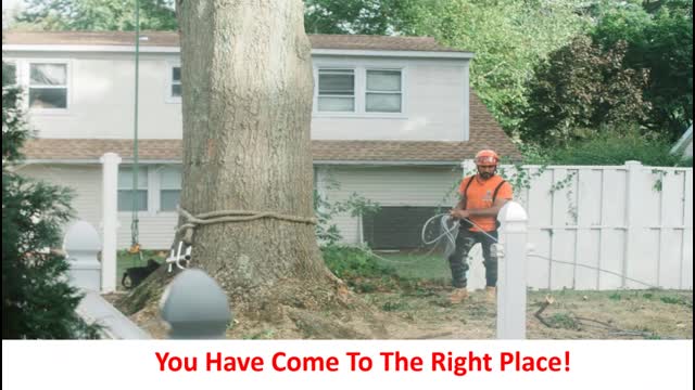 Team Gale Tree Service in Cinnaminson, NJ | (856) 393-7223