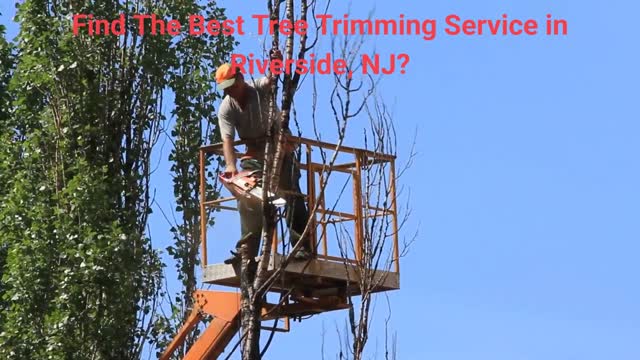 Team Gale Tree Trimming Service in Riverside, NJ | 08075