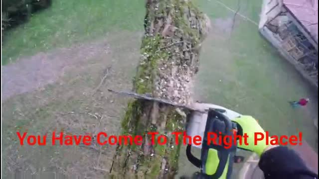 Team Gale Tree Service - Affordable Stump Grinding in Riverside, NJ