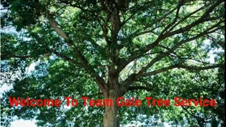 Team Gale Tree Service - Affordable Stump Grinding in Riverside, NJ