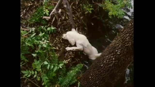 Tecknat Barn Svenska:Napoleon - den modiga lilla valpen (1995) VHSRIPPEN (Svenska) Hela Filmen