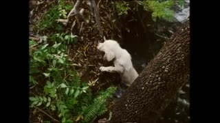 Tecknat Barn Svenska:Napoleon - den modiga lilla valpen (1995) VHSRIPPEN (Svenska) Hela Filmen