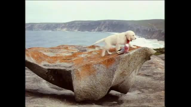 Tecknat Barn Svenska:Napoleon - den modiga lilla valpen (1995) VHSRIPPEN (Svenska) Hela Filmen (4K)