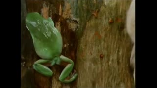 Tecknat Barn Svenska:Napoleon - den modiga lilla valpen (1995) VHSRIPPEN (Svenska) Hela Filmen (3D)