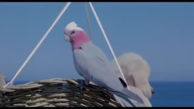 Tecknat Barn Svenska:Napoleon - Den lilla modiga valpen (1995) DVDRIPPEN (Engelska) Hela Filmen (HD)