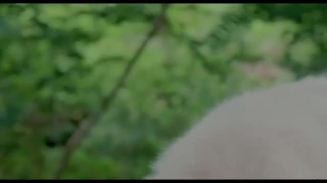 Tecknat Barn Svenska:Napoleon - Den lilla modiga valpen (1995) DVDRIPPEN (Engelska) Hela Filmen