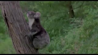 Tecknat Barn Svenska:Napoleon - Den lilla modiga valpen (1995) DVDRIPPEN (Engelska) Hela Filmen