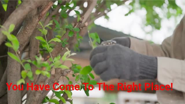 JSR Tree Trimming Service in The Woodlands, TX