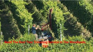 JSR Tree Trimming Service in The Woodlands, TX