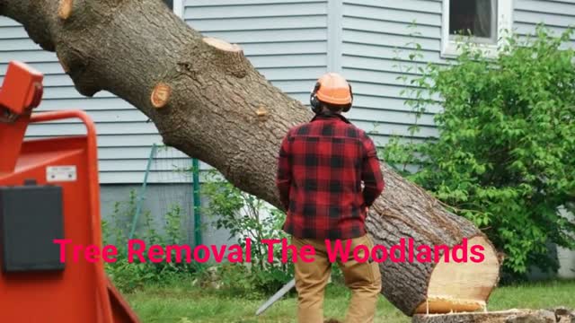 JSR Tree Removal Service in The Woodlands, TX