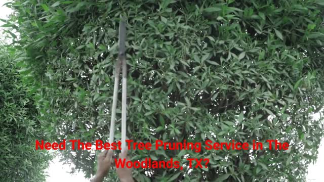 JSR Tree Pruning Service in The Woodlands, TX