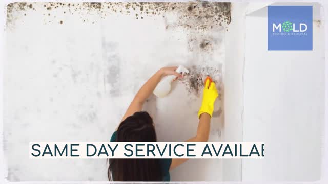 MOLDTESTINGANDMOLDREMOVAL.COM
