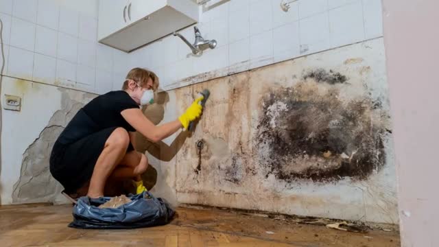 Charm City Mold Inspections – Affordable Mold Testing in Baltimore, MD