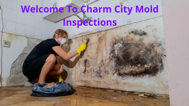 Charm City Mold Inspections - Experts Mold Remediation in Baltimore, MD