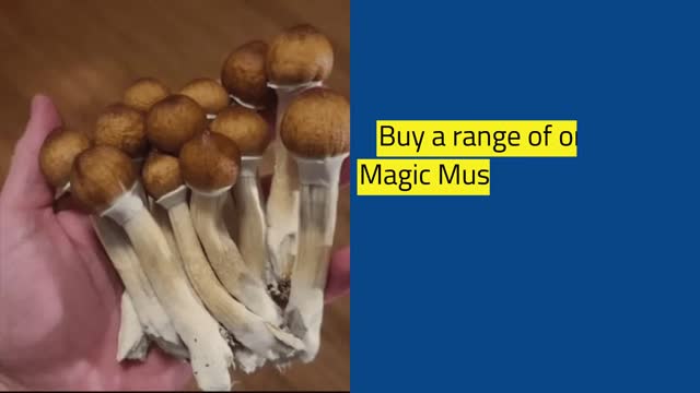 Organic Magic Mushrooms