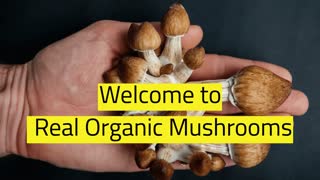 Organic Magic Mushrooms