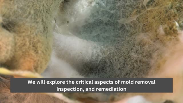 Mold inspection and removal service Miami