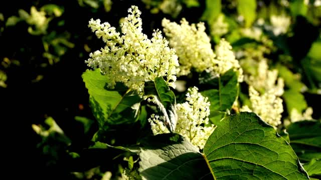 Battling the Intruder Japanese Knotweed Removal Solutions