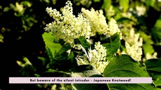 Battling the Intruder Japanese Knotweed Removal Solutions
