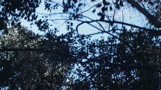 post=41621-tt6718874