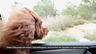 Toy Poodles for Sale Under $600