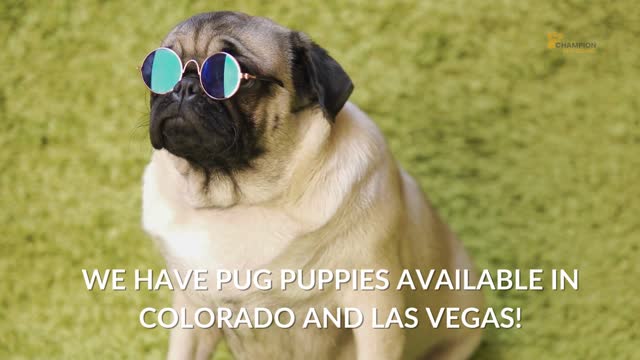 Pug Puppies for Adoption in Colorado, California, Florida ,Texas