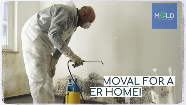 Mold Testing & Mold Removal