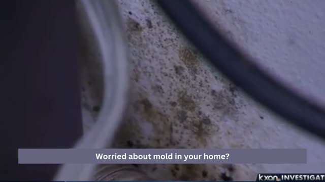 Ensure Your Home's Safety Professional Mold Testing in Los Angeles
