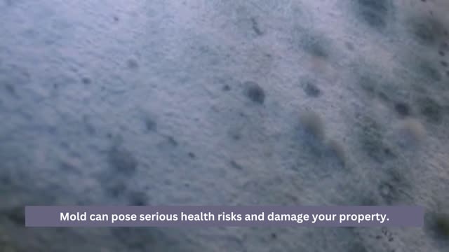 Ensure Your Home's Safety Professional Mold Testing in Los Angeles