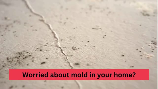 Mold testing Los Angeles
