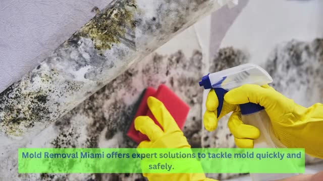 Professional Mold Removal in Miami - Safe & Effective Solutions!