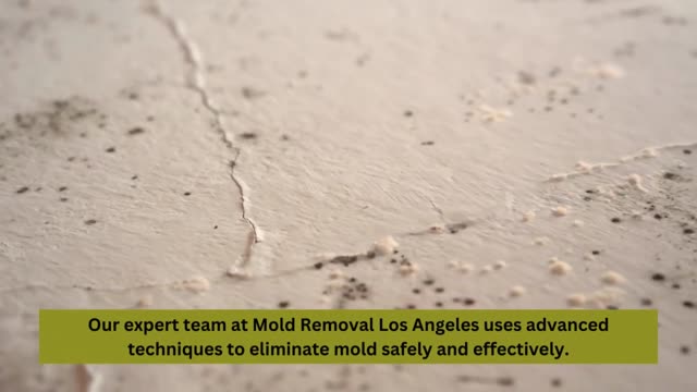 Expert Mold Removal in Los Angeles - Breathe Easy Again!