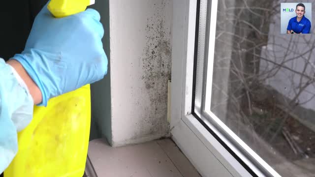 SnapSave.io-Breathe Easy Mold Testing Services in Los Angeles