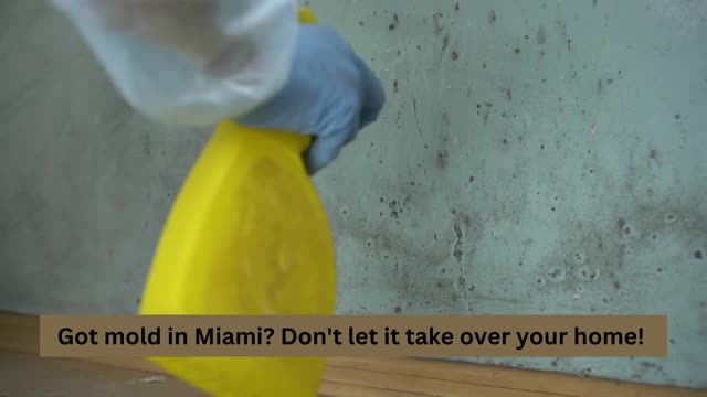 Mold remediation Miami Beach