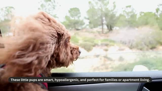 Adopt a Toy Poodle Smart, Loving, and Ready for You