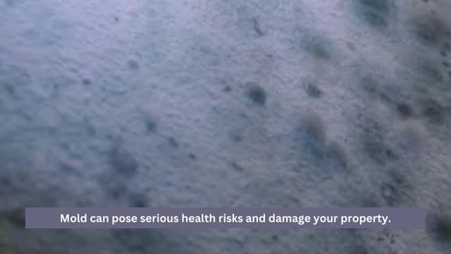 Ensure Your Home's Safety Professional Mold Testing in Los Angeles