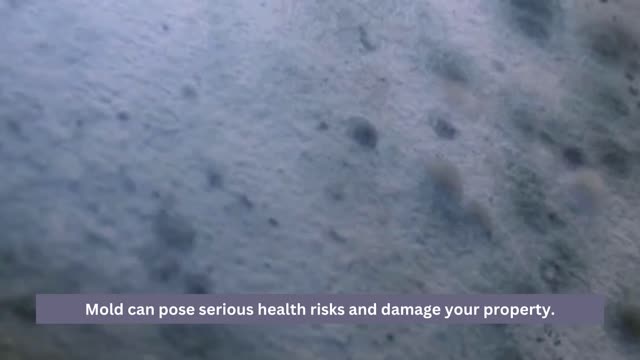 Ensure Your Home's Safety Professional Mold Testing in Los Angeles