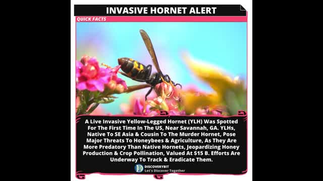 Deadly Hornet Alert The Battle For America's Bees