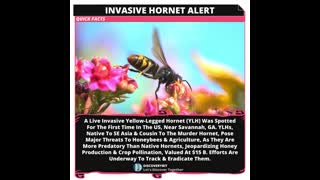Deadly Hornet Alert The Battle For America's Bees