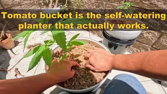 What the Heck is a Tomato Bucket  Tomato Bucket Self Watering Planter Pot Syste