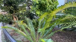 Salesforce Park_ Boasts 16,000 Plants & 600 Trees Collection