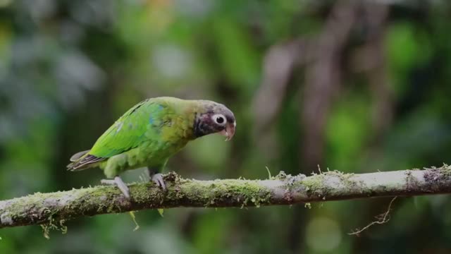 Online parrot-focused community forum