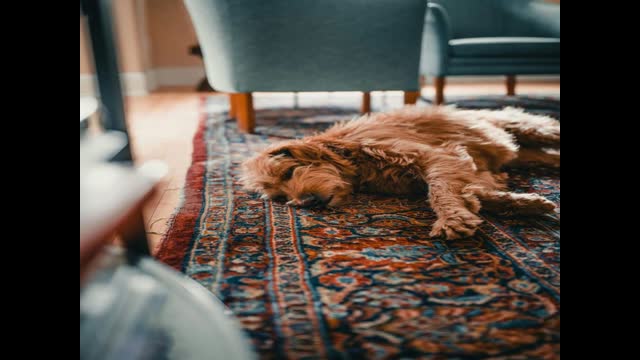 FiberCare Cleaning & Restoration : #1 Commercial Carpet Cleaning in Louisville, KY