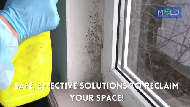 Mold Testing and MOLD REMOVAL los angeles