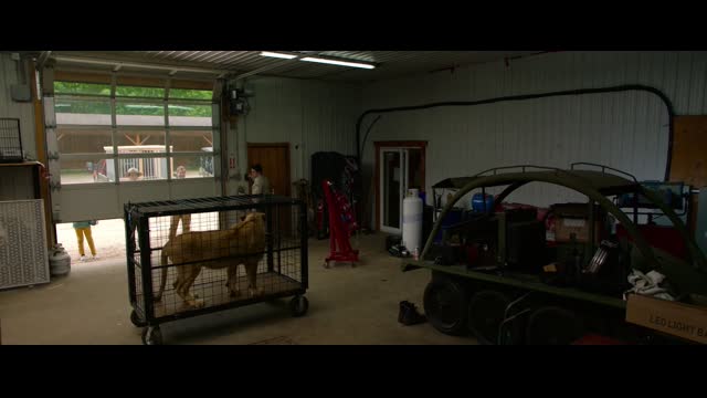 The Wolf and the Lion 2021