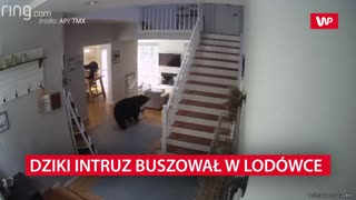 Bear in the house