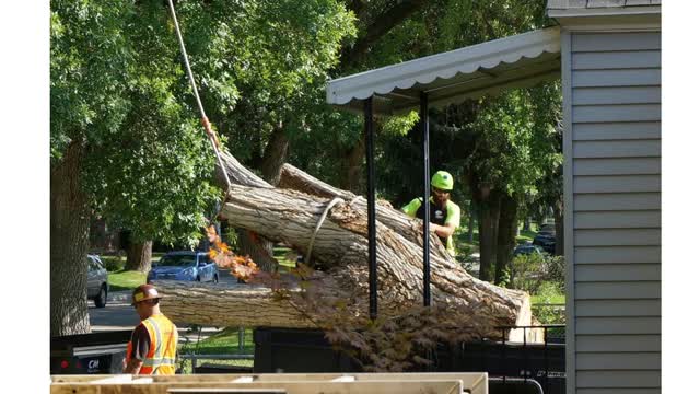 Arbor Plus - Affordable Tree Services in Salt Lake City, UT