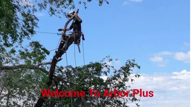 Arbor Plus - Top-Rated Tree Removal in Salt Lake City, UT